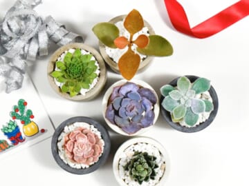 Last Chance: Get 3 Succulents for $5 shipped!