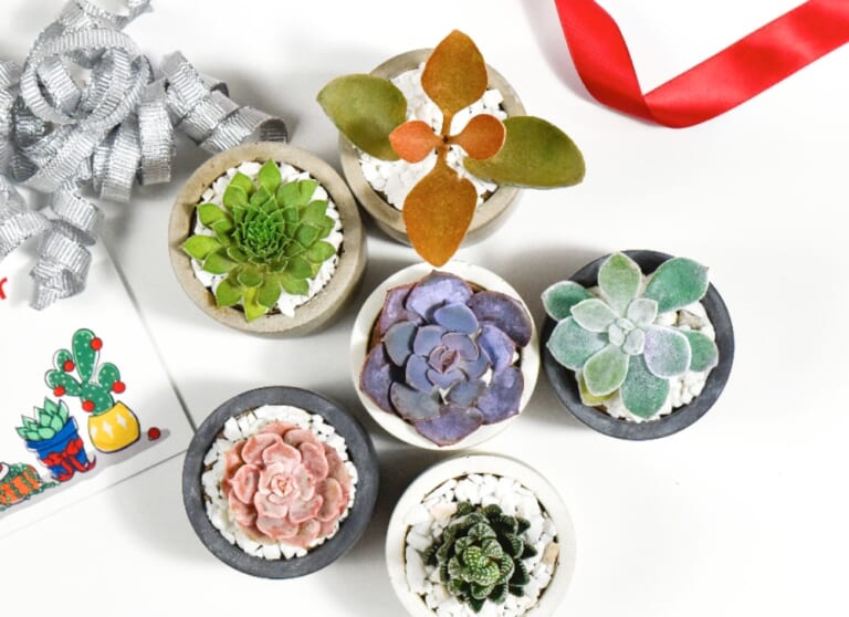 Last Chance: Get 3 Succulents for $5 shipped!