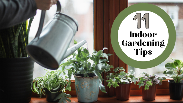 11 Indoor Gardening Tips