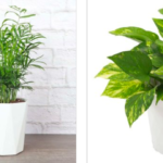 Potted Houseplants only $14.99 + shipping!