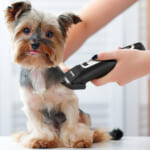 Electric USB Rechargeable Cordless Pets Clipper $13.49 After Code (Reg. $27) + Free Shipping!