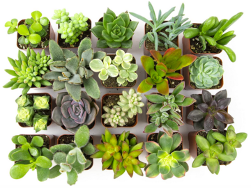 Assorted Potted Succulents Plants