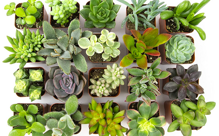 Live Assorted Potted Succulents Plants (20 pack) only $15.63!