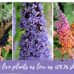 Butterfly Bush Live Plants 4-Pack As Low As $24.76 Shipped