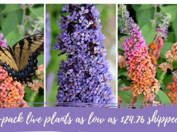 Butterfly Bush Live Plants 4-Pack As Low As $24.76 Shipped