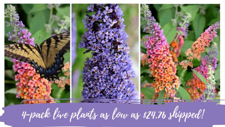 Butterfly Bush Live Plants 4-Pack As Low As $24.76 Shipped