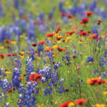 Free Flower Seed Packs!