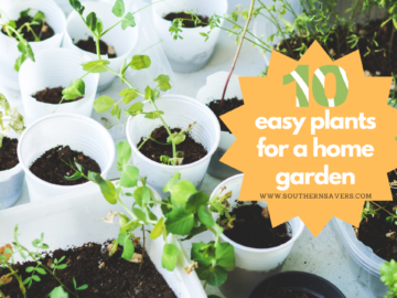 10 Easy Plants for a Home Garden