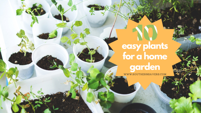 10 Easy Plants for a Home Garden