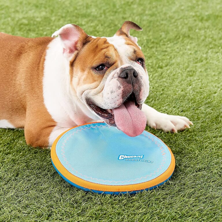 10-inch ChuckIt! Paraflight Flyer Dog Frisbee Toy as low as $5.70 Shipped Free (Reg. $17) – For Large Dogs, Floats on Water