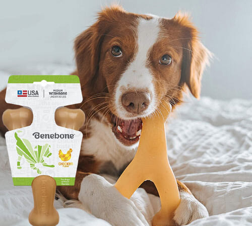 Benebone Wishbone Durable Dog Chew Toy, Real Chicken, Medium as low as $4.61 After Coupon (Reg. $13.45) + Free Shipping – for Aggressive Chewers