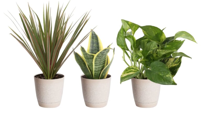 Lowe's Daily Deals: Save on houseplants, ranges, and more + free shipping w/ $45