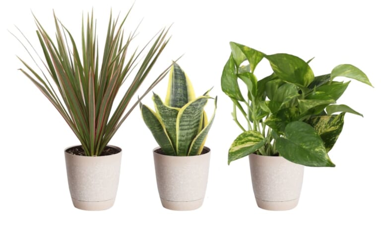 Lowe's Daily Deals: Save on houseplants, ranges, and more + free shipping w/ $45