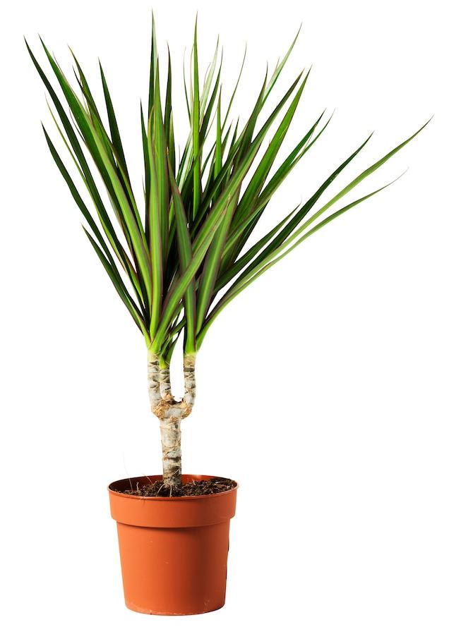 IKEA Dracaena Marginata Potted Plant for $2 + pickup