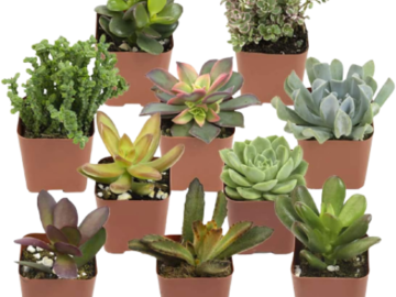 Altman Plants 20-Pack Assorted Potted Live Succulent Plants $25.99 (Reg. $40) – $1.30 Each