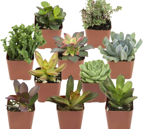 Altman Plants 20-Pack Assorted Potted Live Succulent Plants $25.99 (Reg. $40) – $1.30 Each