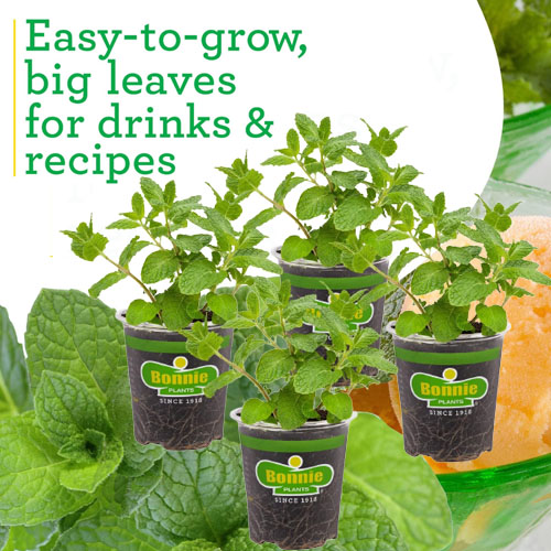 Bonnie Plants Sweet Mint Live Edible Aromatic Herb Plant, 4-Pack $14.99 (Reg. $27.48) – $3.75 Each