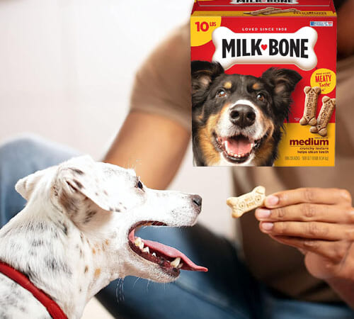 Milk-Bone Original Dog Biscuits, Medium Crunchy Dog Treats, 10 Pound as low as $9.74 After Coupon (Reg. $14.98) + Free Shipping