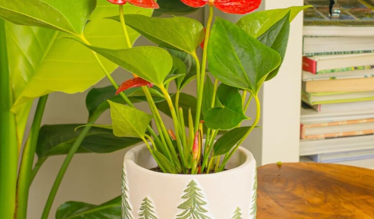 Amazon Black Friday! Costa Farms Anthurium Live Plant, 10-12 inches $20.70 (Reg. $36) + MORE Costa Farms Live Plants