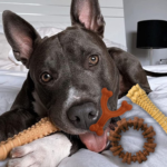 Amazon Black Friday! Nylabone Large Power Chew Toys, 3-Pack (Customer Favorites Bundle) 12.71 (Reg. $23.55) – $4.24 Each – Medley, Peanut Butter, and Bison Flavors