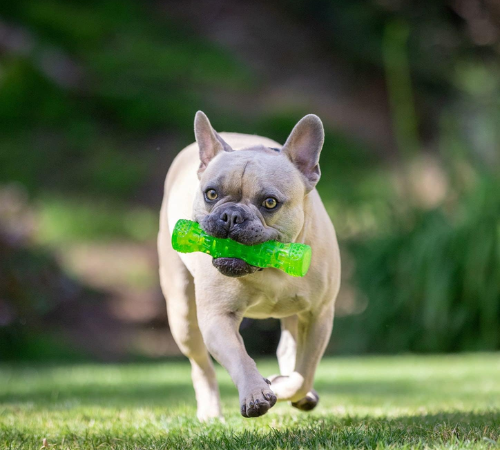 Hyper Pet Dura-Squeaks Medium Stick Dog Toy $6.26 (Reg. $18.72) – Floats and Squeeks