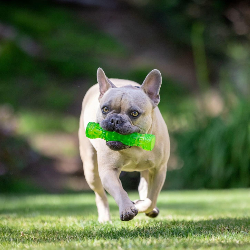 Hyper Pet Dura-Squeaks Medium Stick Dog Toy $6.26 (Reg. $18.72) – Floats and Squeeks