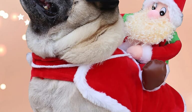 Christmas Pet Wear at LightintheBox From $6.49