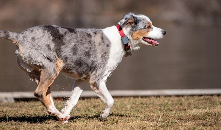 Understanding Canine Boundaries: Keeping Your Dog Safe With GPS Wireless Fences