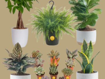 Save Up to 42% on Select Costa Farms Live Indoor Plants from $13.82 (Reg. $18+)