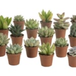 Costa Farms 20-Pack Succulents