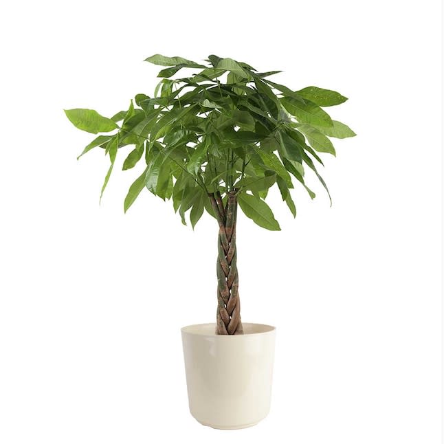 House Plants at Lowe's: Up to 50% off + free shipping w/ $45