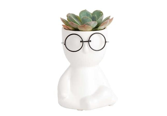 Costa Farms College Dorm Succulent in 2" Planter for $14 + free shipping w/ $45