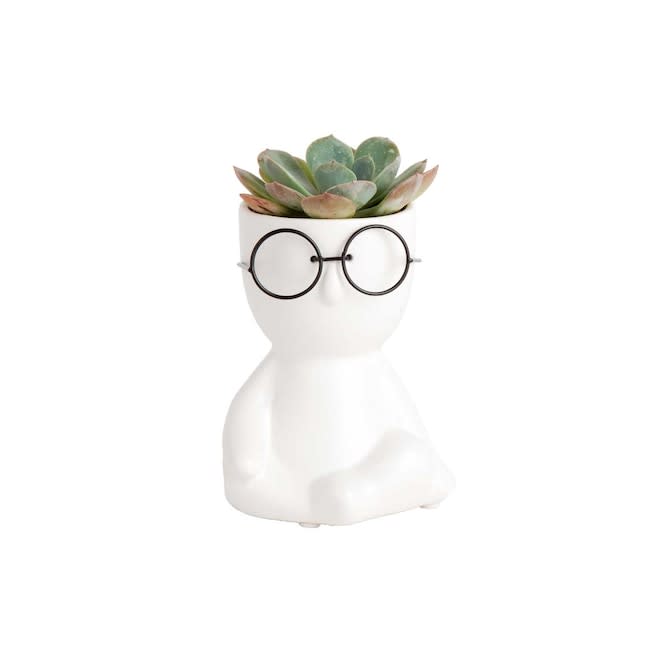 Costa Farms College Dorm Succulent in 2" Planter for $14 + free shipping w/ $45