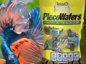 Tetra PRO PlecoWafers Vegetarian Fish Food as low as $3.24 After Coupon (Reg. $9.39) + Free Shipping – FAB Ratings!