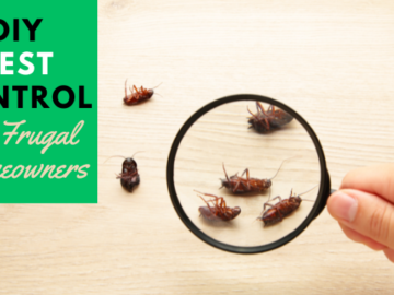 DIY Pest Control for Frugal Homeowners