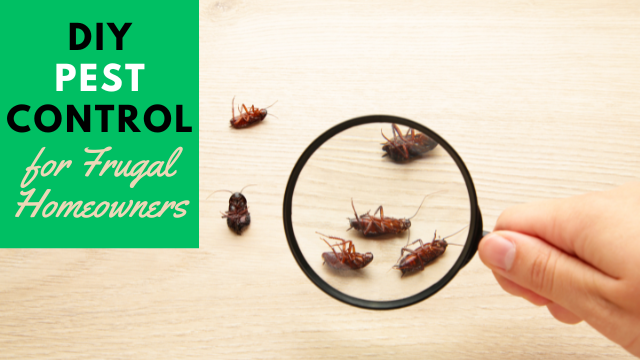 DIY Pest Control for Frugal Homeowners