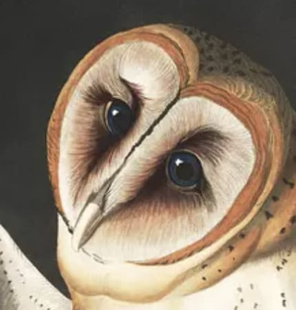 John J. Audubon Prints: Free