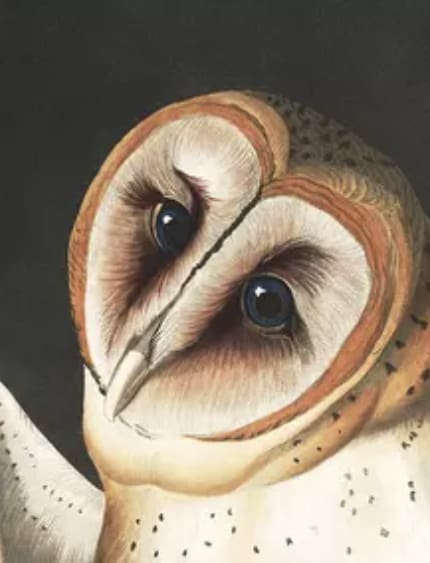 John J. Audubon Prints: Free