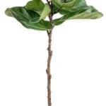 House Plants at Lowe's: Up to 55% off + free shipping w/ $45