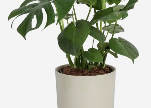 Costa Farms Monstera House Plant only $19.74, plus more!