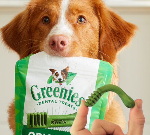 Greenies 96-Count Original Teenie Natural Dental Care Dog Treats as low as $23.09 After Coupon (Reg. $33) + Free Shipping – 24¢/Treat